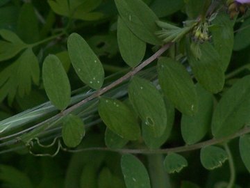 Lathyrus clymenum (=Lathyrus articulatus)